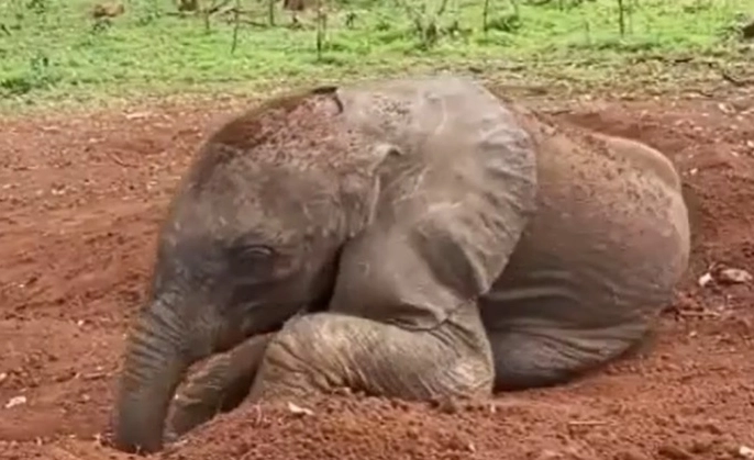 Verspielter Elefant geht viral: Sehen Sie sich das süße Video hier an