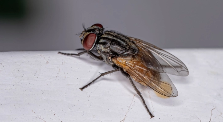 Keine Mücken, Fliegen oder Spinnen mehr im Haus: Diese 8 Pflanzen halten Insekten fern
