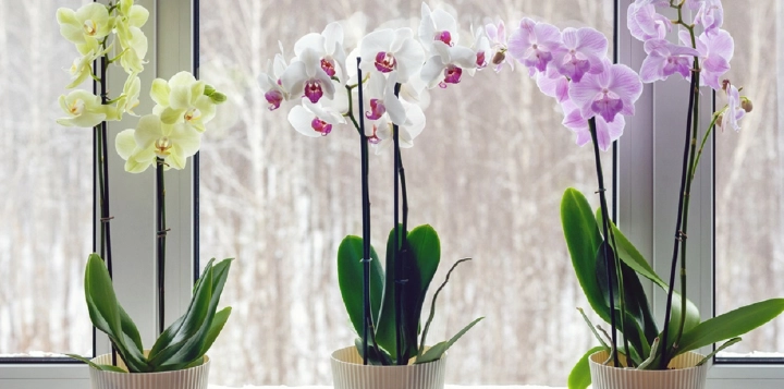 Wirkt schon am nächsten Tag: Dieses Haushaltsprodukt lässt Ihre Orchideen erblühen