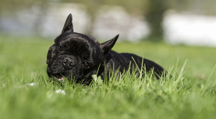 Ratschläge des Hundeexperten: ‚Warum Sie niemals den Namen Ihres Hundes verwenden sollten, um ihn zu rufen‘