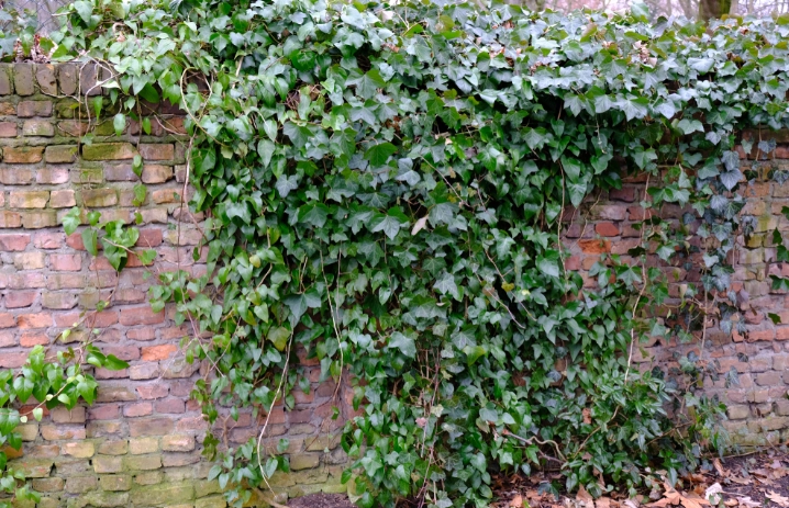 Diese Kletterpflanze in den Griff bekommen: Gartenexperte teilt 3 Tipps