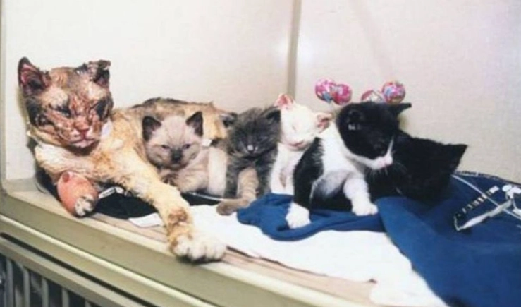 Katzenmama stürmt in brennendes Haus, um ihre fünf Jungen zu retten – für ihre heldenhafte Tat wird sie groß gefeiert