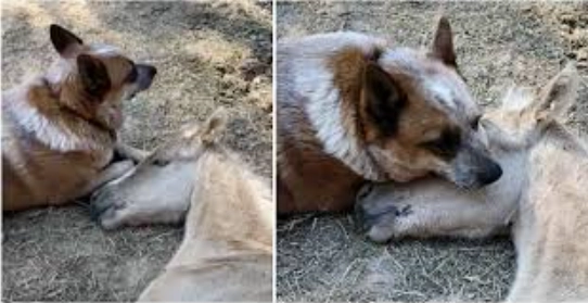 Hund tröstet verwaistes Fohlen nach dem Tod der Mutter – übernimmt schützende Rolle