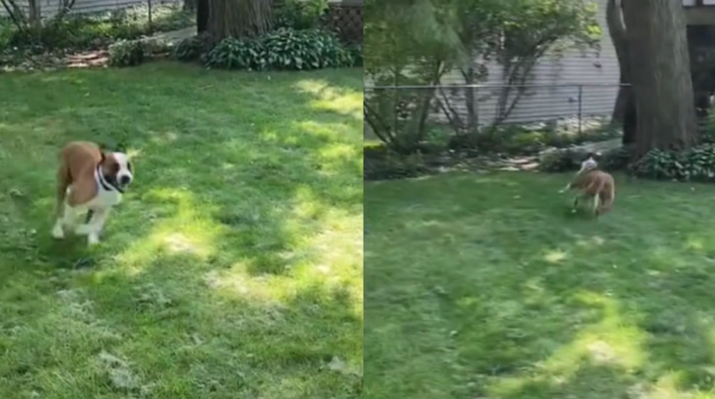 Schau dir seine Reaktion an: Buster darf nach fast seinem ganzen Leben im Tierheim endlich in seinen neuen Garten