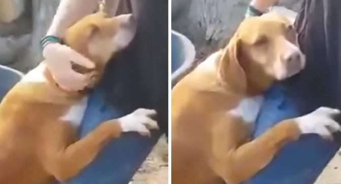 Obdachloser Hund klammert sich an das Bein eines Mannes – bald erkennt er, dass dieses kleine Wesen sein Leben verändern wird