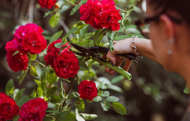 Verwelkte Rosen retten: Mit diesem cleveren Trick erblühen sie neu