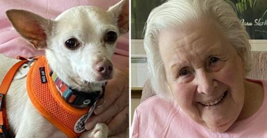 Niemand wollte den alten Hund – da zeigt die 100-jährige Tierfreundin, was wahre Liebe ist