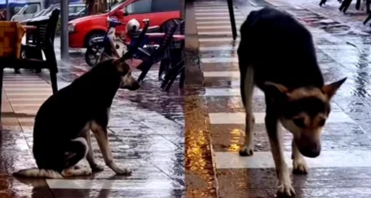 Einsamer Hund wartet jeden Tag am selben Ort – Monate später taucht jemand auf, auf den sie sehnsüchtig gewartet hat