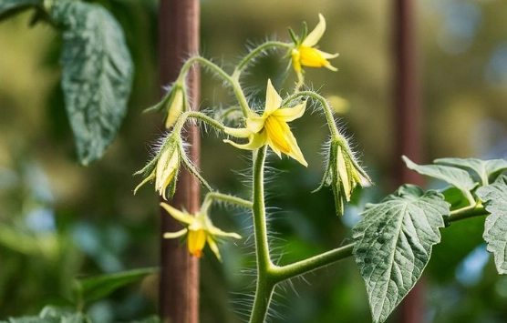 Tomatenblüten, aber keine Früchte? So lösen Sie das Problem