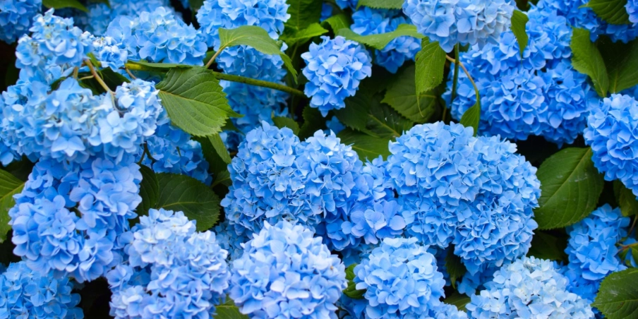 Kartoffel trifft Hortensie: Mit diesem einfachen Trick blühen Ihre Gartenpflanzen wieder auf