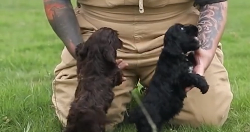 Hundeexperte warnt vor verbreiteter Gewohnheit: Zu viele Besitzer machen diesen Fehler
