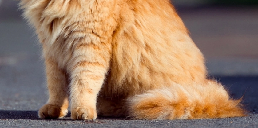Kater lief 20 Kilometer, um nach Hause zurückzukehren – Familie brachte ihn direkt zur Euthanasie