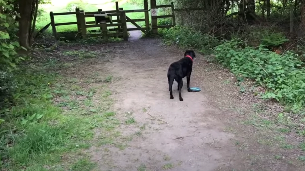Ein Spaziergang mit den Hunden: Jesper und seine Frau erleben den schlimmsten Tag ihres Lebens