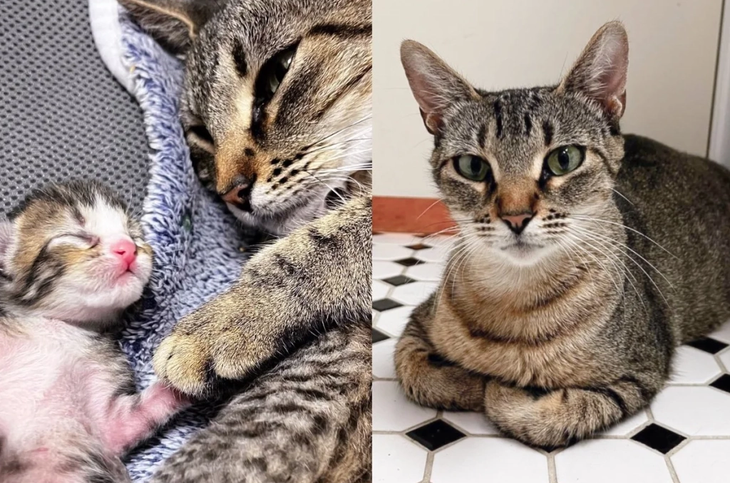 Verlassen und Schwanger: Katze Umschmeichelt Helfer und Gebärt Während Sturm