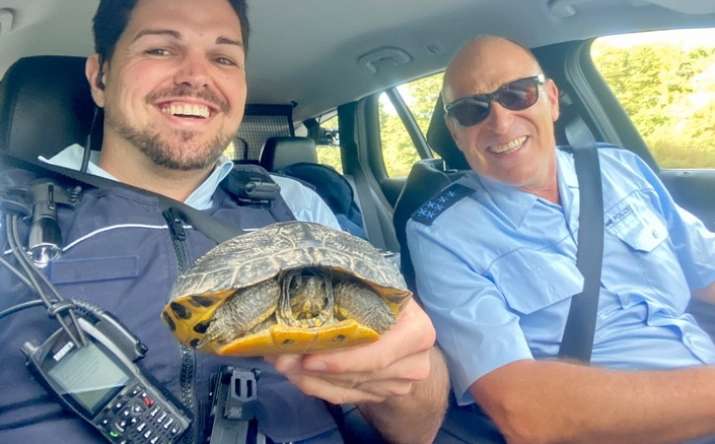 Polizei rettet zwei Schildkröten auf der Autobahn