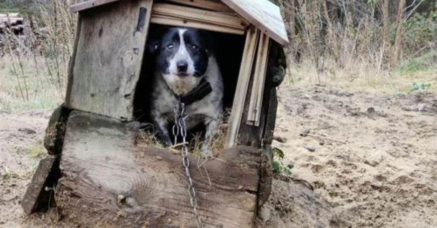 Nach 11 Jahren an einer kurzen Kette kann Springer nicht glauben, dass er wieder frei ist (Video)