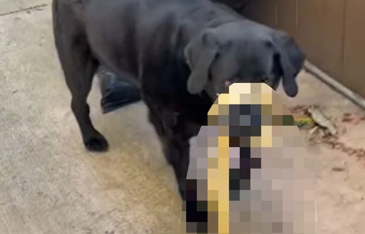 Hund kehrt zu Besitzerin zurück – als sie sah, was der Hund mitbrachte, rief sie sofort um Hilfe