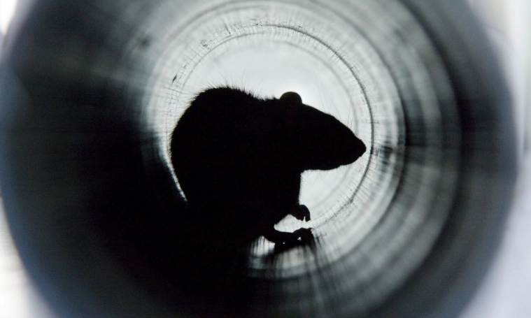 Knoblauch und 4 weitere Pflanzen, die Ratten fernhalten