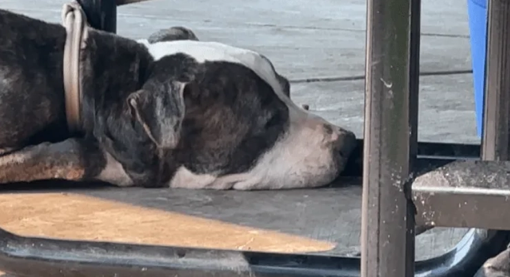 „Ich bin ein braver Junge“: Notiz neben angebundenem, 17-jährigem Hund im Park gefunden