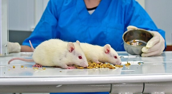Wissenschaftler nutzen Nanopartikel zur Fernsteuerung von Mäusegehirnen