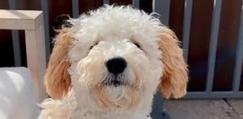 Hundefriseur-Desaster: Frauchen erkennt eigenen Hund nicht wieder