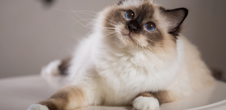 5 Anzeichen, dass Ihre Katze Sie wirklich liebt