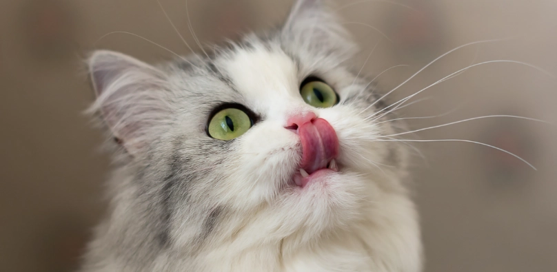 Dieses Warnsignal sollten alle Katzenbesitzer kennen