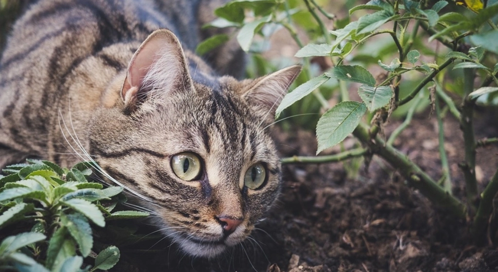 Haben Sie genug von den Katzen Ihrer Nachbarn? So halten Sie sie auf friedliche Weise von Ihrem Garten fern