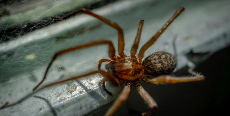 Jetzt ist es wieder soweit: ‚Riesenspinnen‘ dringen in deutsche Häuser ein