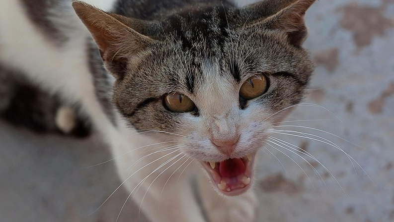 Katze terrorisiert Besitzerin: Ungewöhnlicher Polizeieinsatz in Kiel