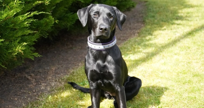 Labrador statt Schäferhund: Naira schreibt Polizeigeschichte in Schleswig-Holstein