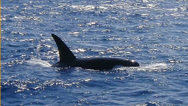 Mysteriöse Orca-Angriffe: Warum Schwertwale Segeljachten rammen