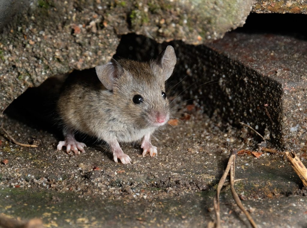 Maus mit zwei biologischen Vätern – ein wissenschaftlicher Durchbruch
