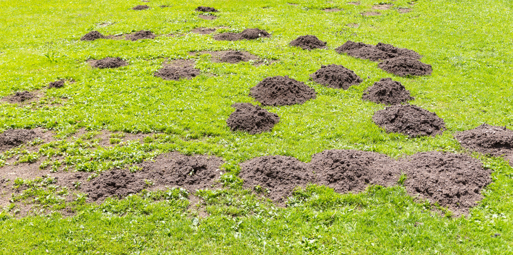 Den Sieg gegen Maulwürfe und Wühlmäuse sichern: So schützen Sie Ihren Garten im Frühling