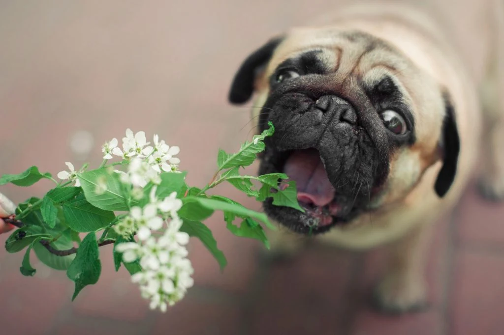 Schöne Gefahr: Diese Blumen können Haustieren schaden