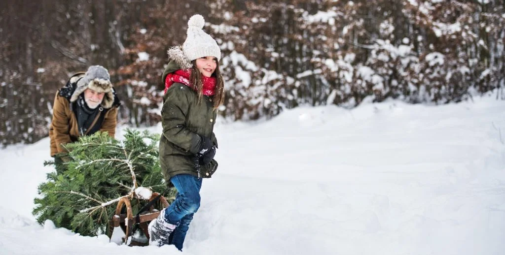 Drei Tipps, um Krabbeltiere aus deinem Weihnachtsbaum fernzuhalten