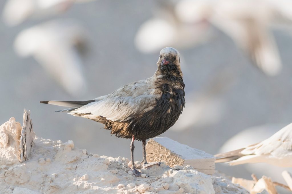 Nach Treibstoffkatastrophe: Über 2.500 Vögel wieder in die Freiheit entlassen