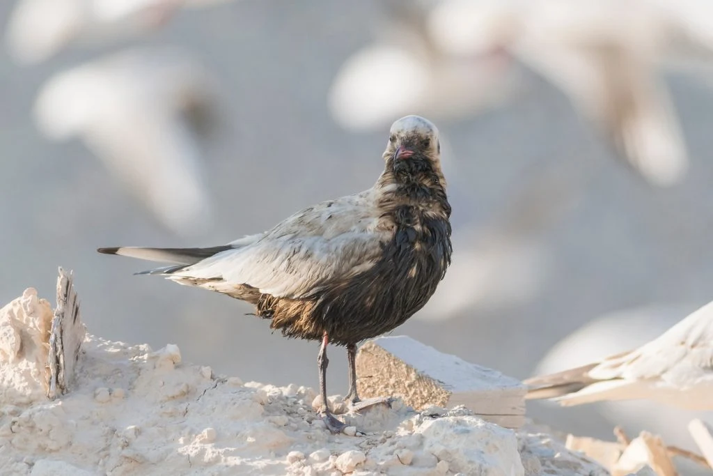 Nach Treibstoffkatastrophe: Über 2.500 Vögel wieder in die Freiheit entlassen