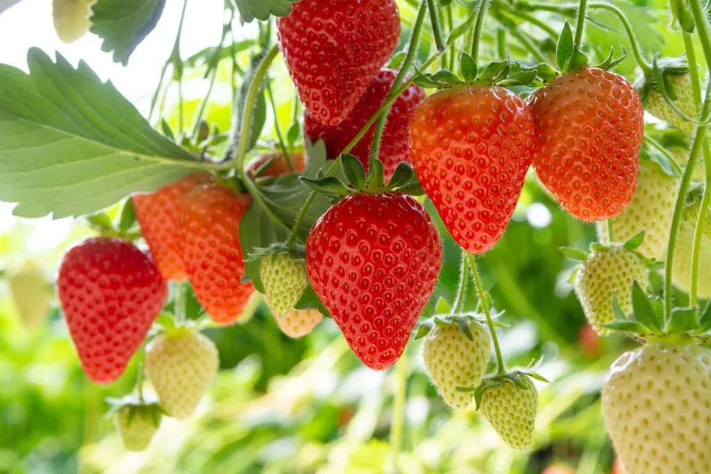 Erdbeeren das ganze Jahr über: So gelingt der Anbau in den eigenen vier Wänden