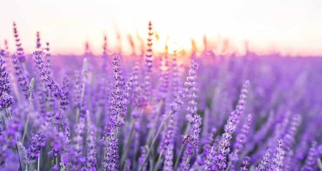 Lavendel im Winter: So schützen Sie Ihre Pflanzen richtig