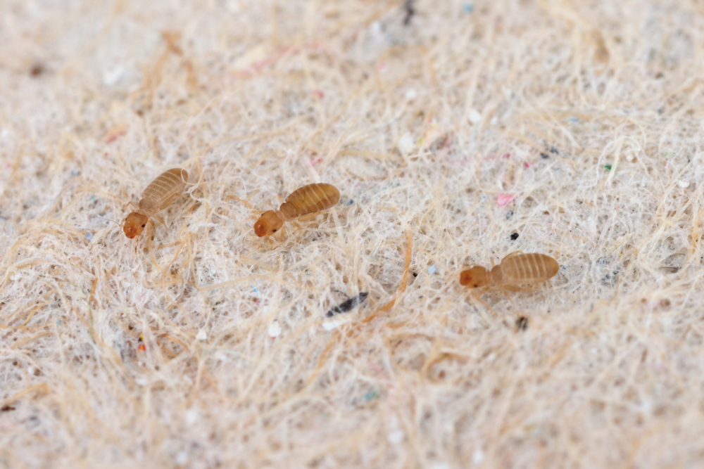 Diese winzigen Insekten verstecken sich in Ihren Küchenschränken und Kleidern: So werden Sie sie los