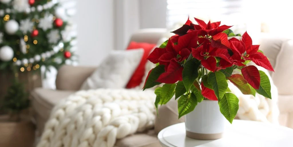 Mit diesem Weihnachtsstern-Pflegetipp bleibt die Pflanze bis ins neue Jahr schön