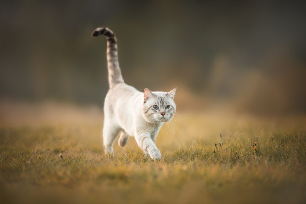 Unglaubliche Reise: Katze wandert 1000 Kilometer, um ihre Besitzerin zu finden