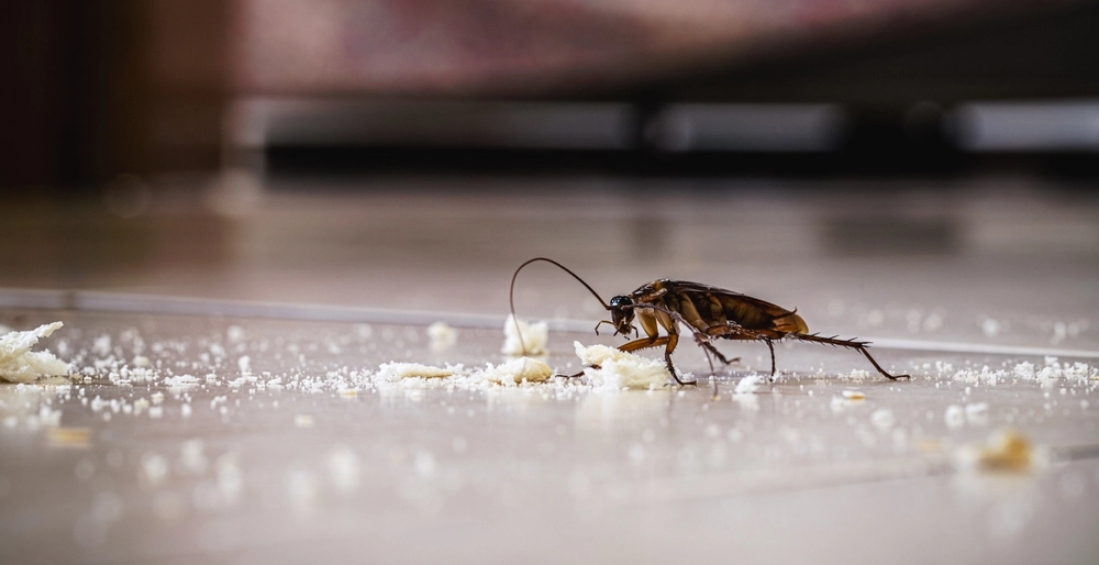 Wussten Sie das? Warum Sie niemals eine Kakerlake in Ihrem Haus zertreten sollten