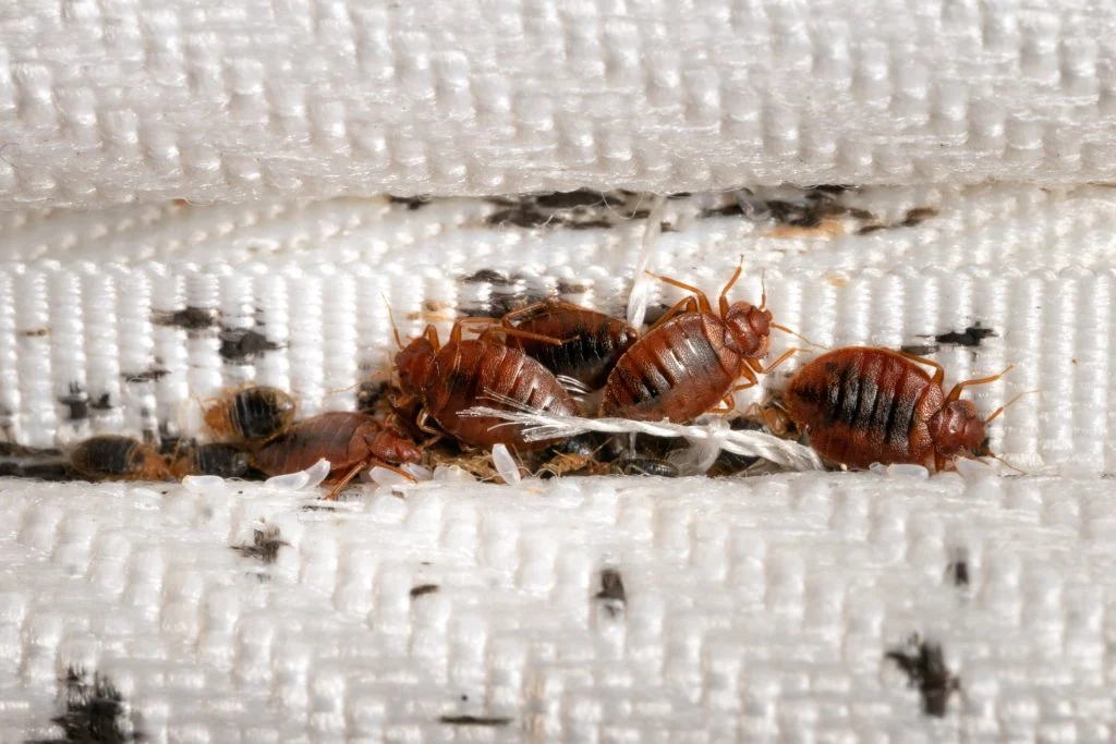 Ungebetene Gäste: So erkennen und bekämpfen Sie Bettwanzen in Ihrem Zuhause