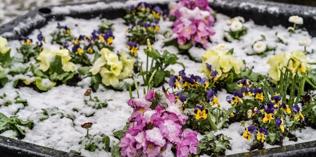Jetzt pflanzen, im Frühling genießen: Die besten Blumen für Februar