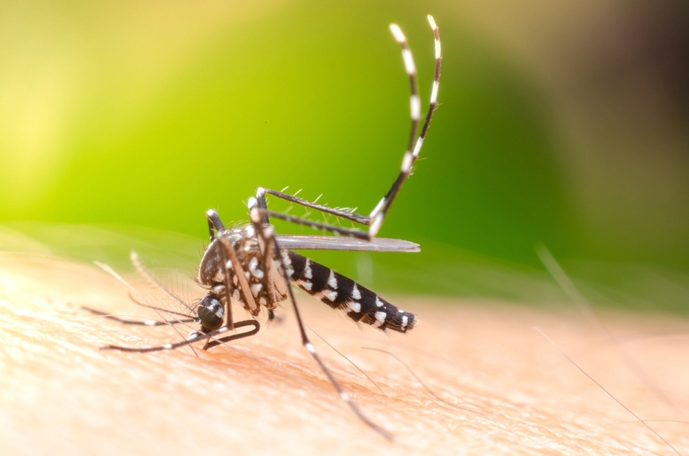 Klimawandel treibt Dengue-Fieber in neue Regionen