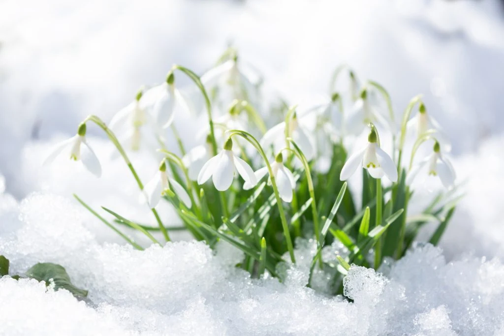 Jetzt pflanzen, im Frühling blühen: Drei Blumen, die sich lohnen