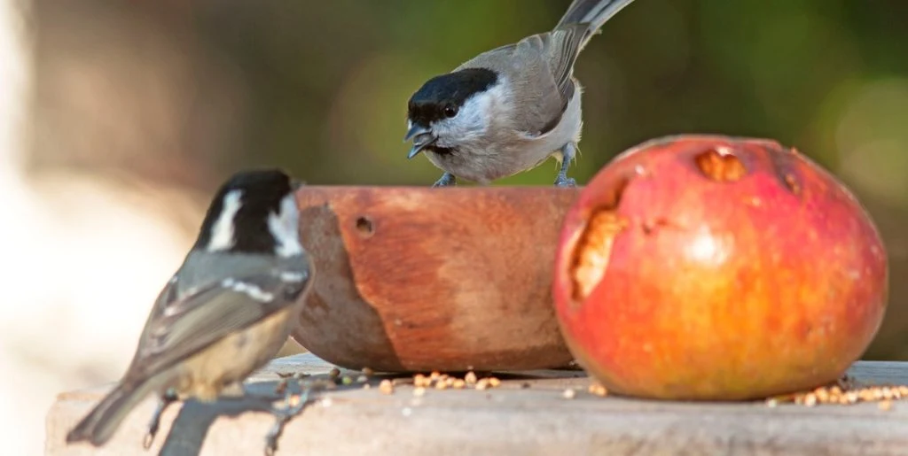 Werfen Sie diese beiden Lebensmittel in den Garten – die gefiederten Gäste werden es Ihnen danken