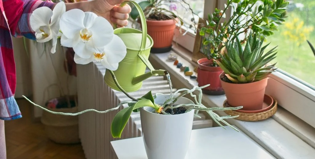 Zwei Jahre Blütenpracht: Das einfache Geheimnis hinter dauerhaft blühenden Orchideen